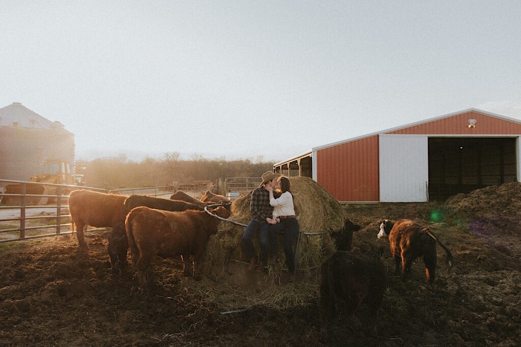 Couple kisses while sitting on hay with a red barn in the background and cows walking around them during golden hour at a farm in Springfield Illinois. 